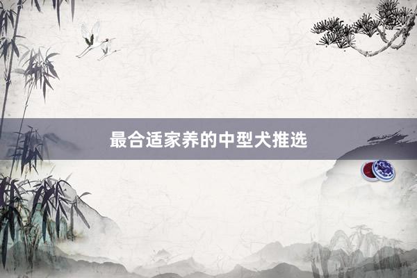 最合适家养的中型犬推选